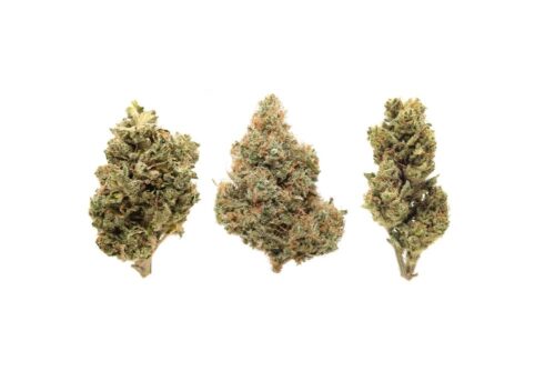 Buy Alien Dawg Weed in the UK - Image 3