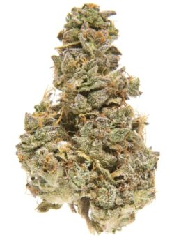 Buy Alien Dawg Weed in the UK