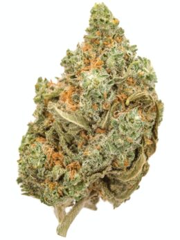 Buy Amnesia Haze Weed in the UK