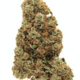 Buy Apricot Gelato Weed in the UK