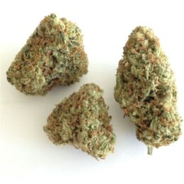 Citrus Punch Marijuana Strain