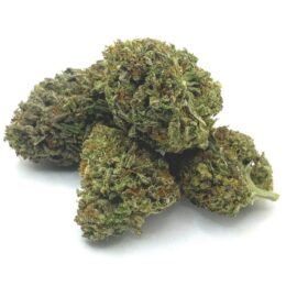 Dirty Sprite Breath Weed Strain