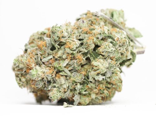 Golden Rush Weed Strain - Image 2