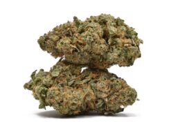 L.S.D. Marijuana Strain