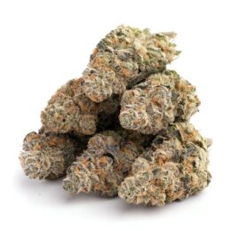 Paradise Circus Weed Strain