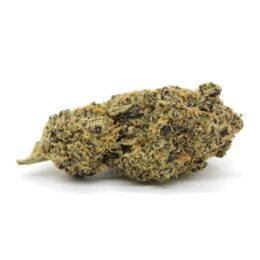 Purple Dogbud Marijuana Strain