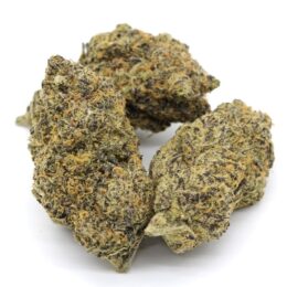 Purple Dogbud Marijuana Strain