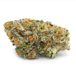 Stardawg Marijuana Strain