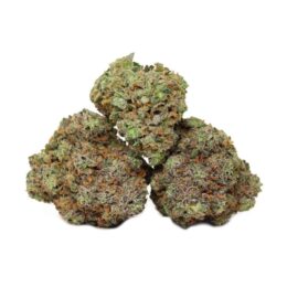 Strawberry Cough Weed Strain