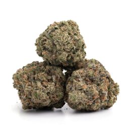 Tropicanna Poison Marijuana Strain