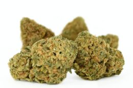 Zkittlez Marijuana Strain